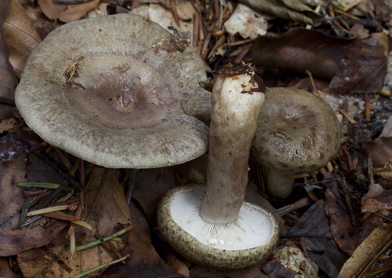 Lactarius blennius